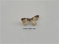 藏品(尺蛾614)的圖片